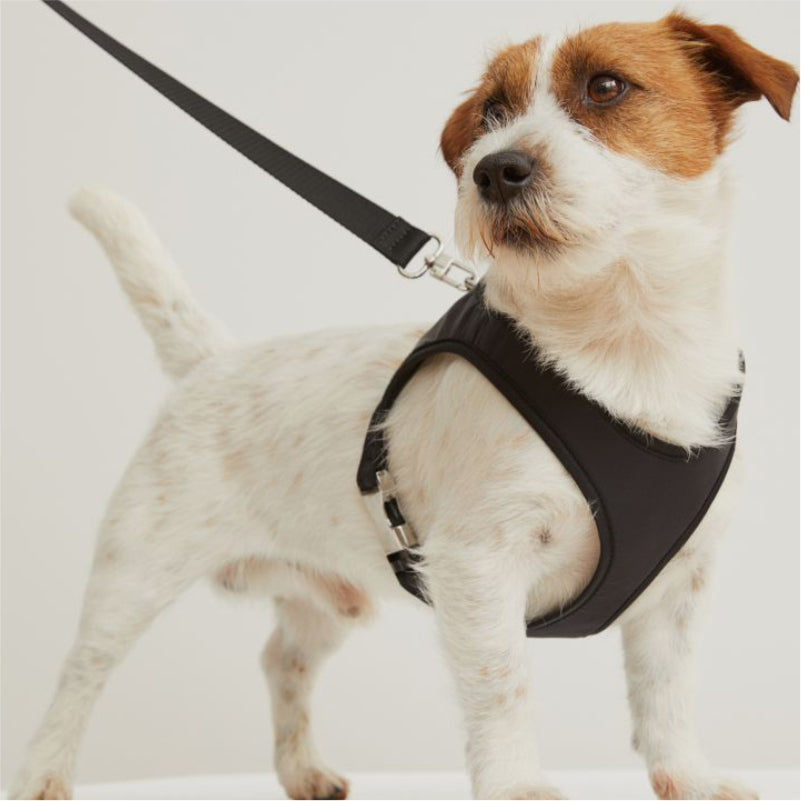 Pet Harness