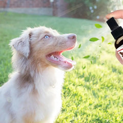 Dog Dental Spray Pets Fresh Breath Dental Spray For Dogs Dog Breath Freshener For Clean Teeth 30ml Cat Dental Care Bad Breath